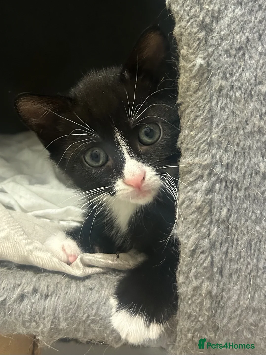 Mixed Breed cats for sale: Last of litter ready now  - Advert 1