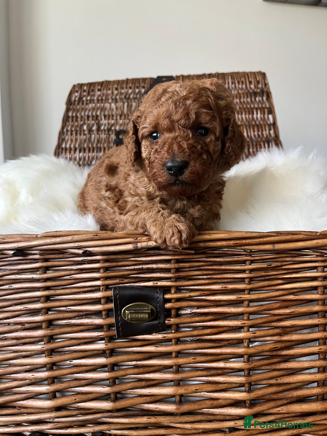 Toy Poodle dogs for sale: ***Stunning fox red Toy Poodle puppies*** - Advert 7