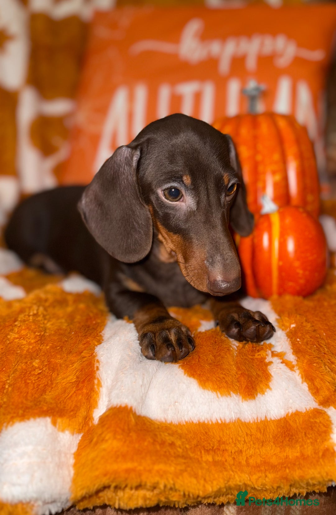 Miniature Dachshund dogs for sale: 🩷💙Stunning KC Mini Dachshund Puppies💙 - Image 9