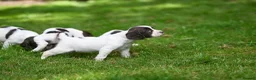 English Springer Spaniel dogs for sale: Kennel club registered Springer Spaniel Puppies - Advert 10