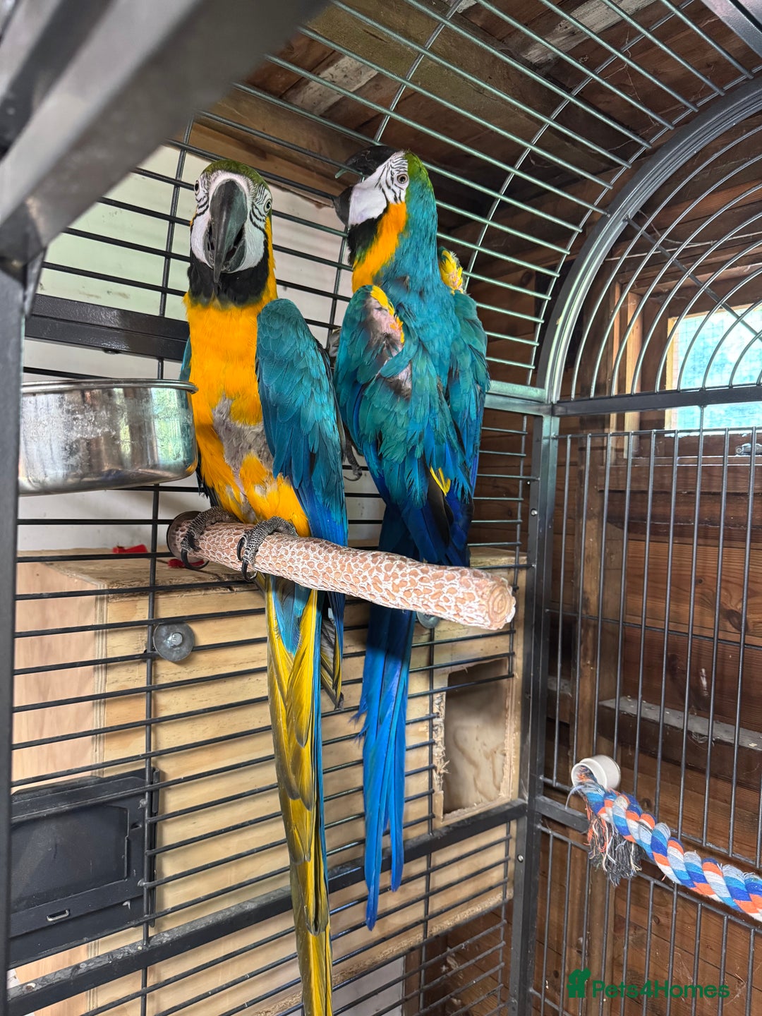Macaws birds for sale: Breeding pair Blue and Gold macaws in Knottingley - Image 3