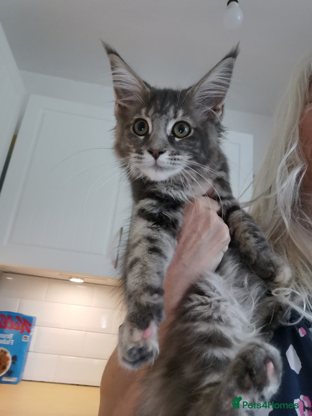 Maine Coon cats for sale: Full pedigree maine coon kittens for sale - Image 20