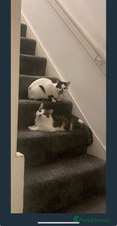 American Shorthair cats - Advert 4