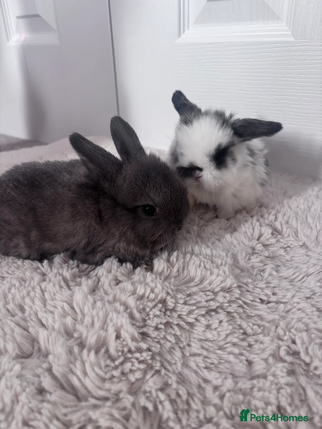 Mini Lop rabbits for sale: Mini lop bunnies🤎 in Bourne - Advert 2