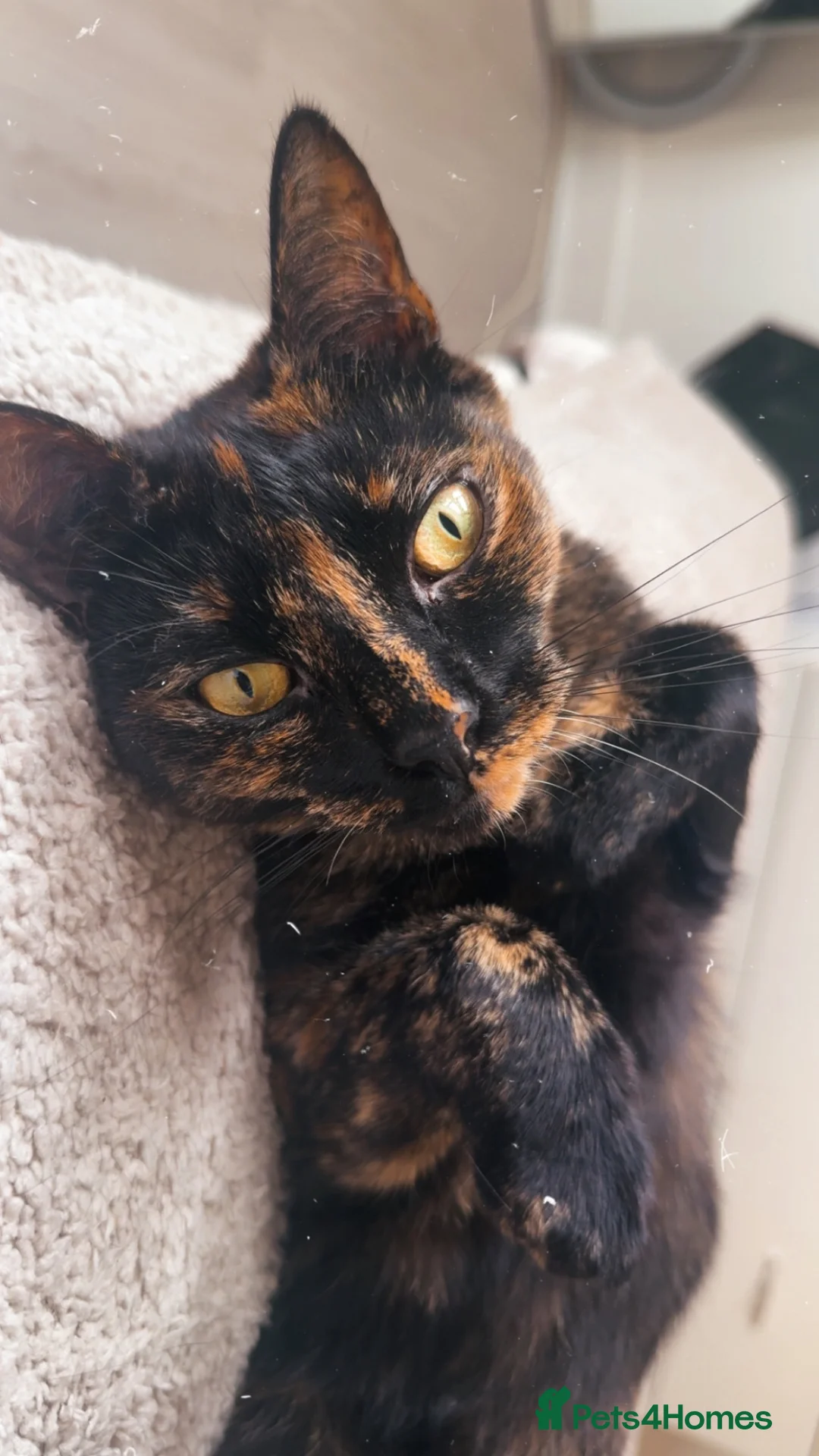 Mixed Breed cats for sale: 2 year old cat for rehoming - Advert 3