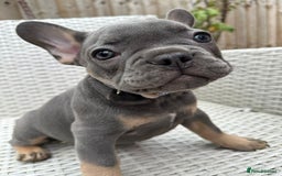 French Bulldog dogs for sale: READY NOW!! French Bulldog Puppies!! - Advert 13