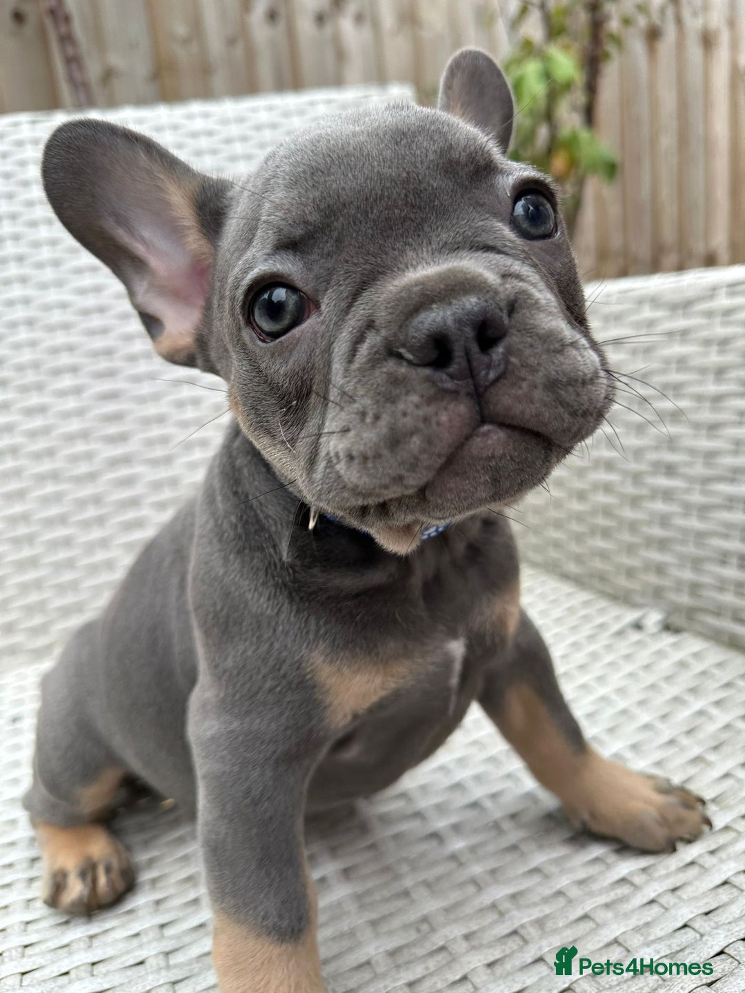 French Bulldog dogs for sale: READY NOW!! French Bulldog Puppies!! - Advert 13