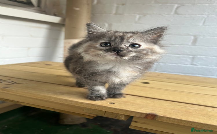British Longhair cats - Advert 4