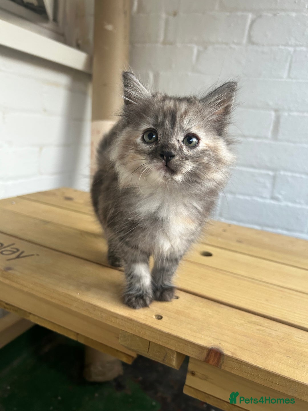 British Longhair cats for sale: Ready to home🤍 3 Black Tabby & 2 Multicoloured - Image 1