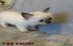 Ragdoll cats for sale: 5 Lovely, Pure Ragdoll Kittens - Image 11