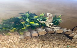 Bearded Dragon reptiles for sale: Bearded Dragon And Setup For Sale - Advert 3