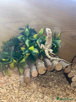 Bearded Dragon reptiles Bearded Dragon And Setup For Sale - Advert 1