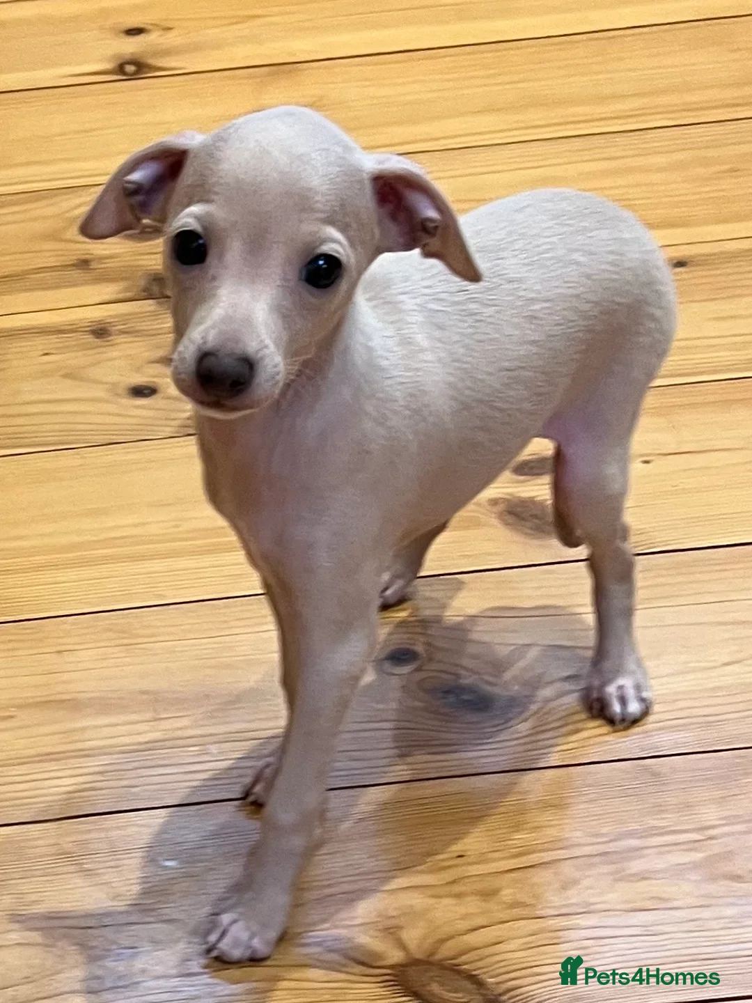 Italian Greyhound dogs for sale:     Italian Greyhound. Babies  - Advert 15