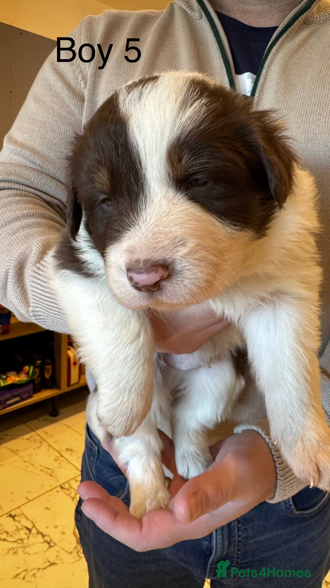 Border Collie dogs for sale: Beautiful Red tri pups  - Advert 17