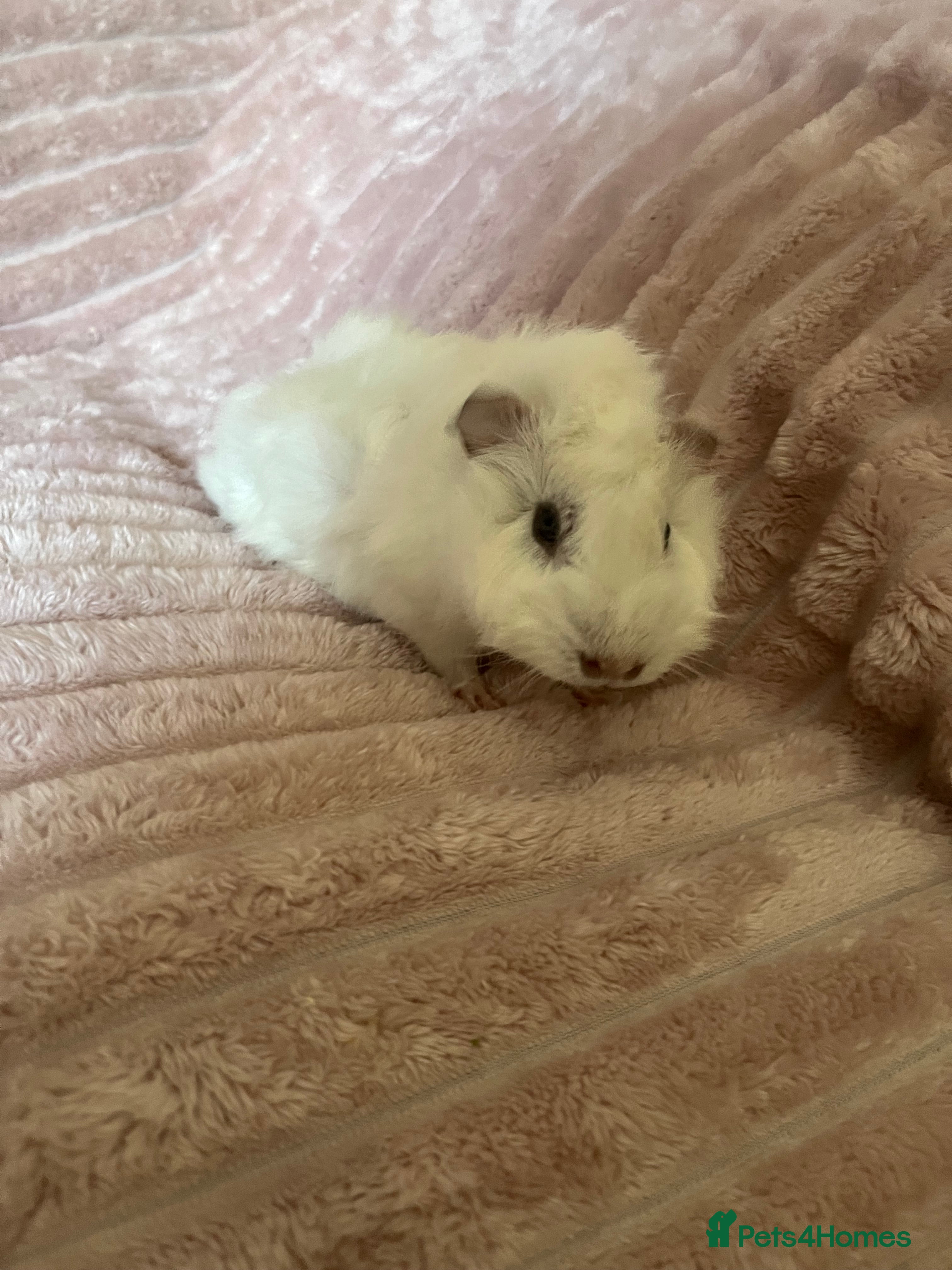 Guinea Pig rodents Male Guinea Pig - Advert 16