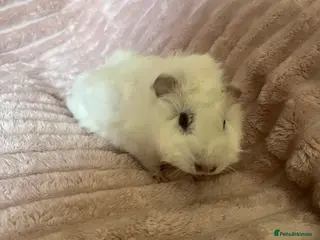 Guinea Pig rodents Male Guinea Pig - Advert 16