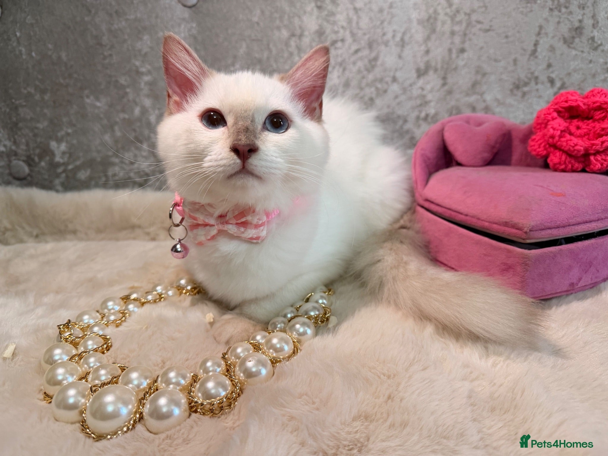 Ragdoll cats 😍 Stunning 🌟 PKD HCM CLEAR ✅ Ragdoll Kittens - Advert 1