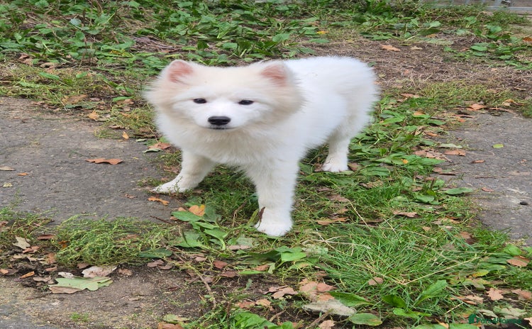 Samoyed dogs - Advert 1