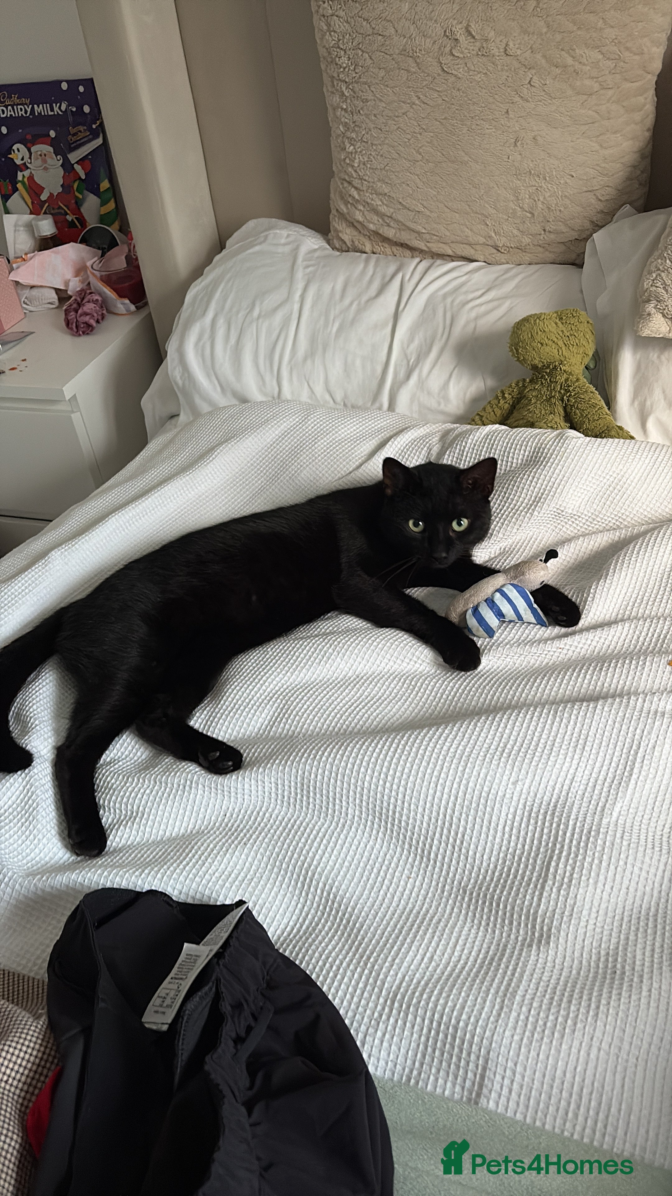 Domestic Shorthair cats 1 Year Old Male Cat - Advert 6