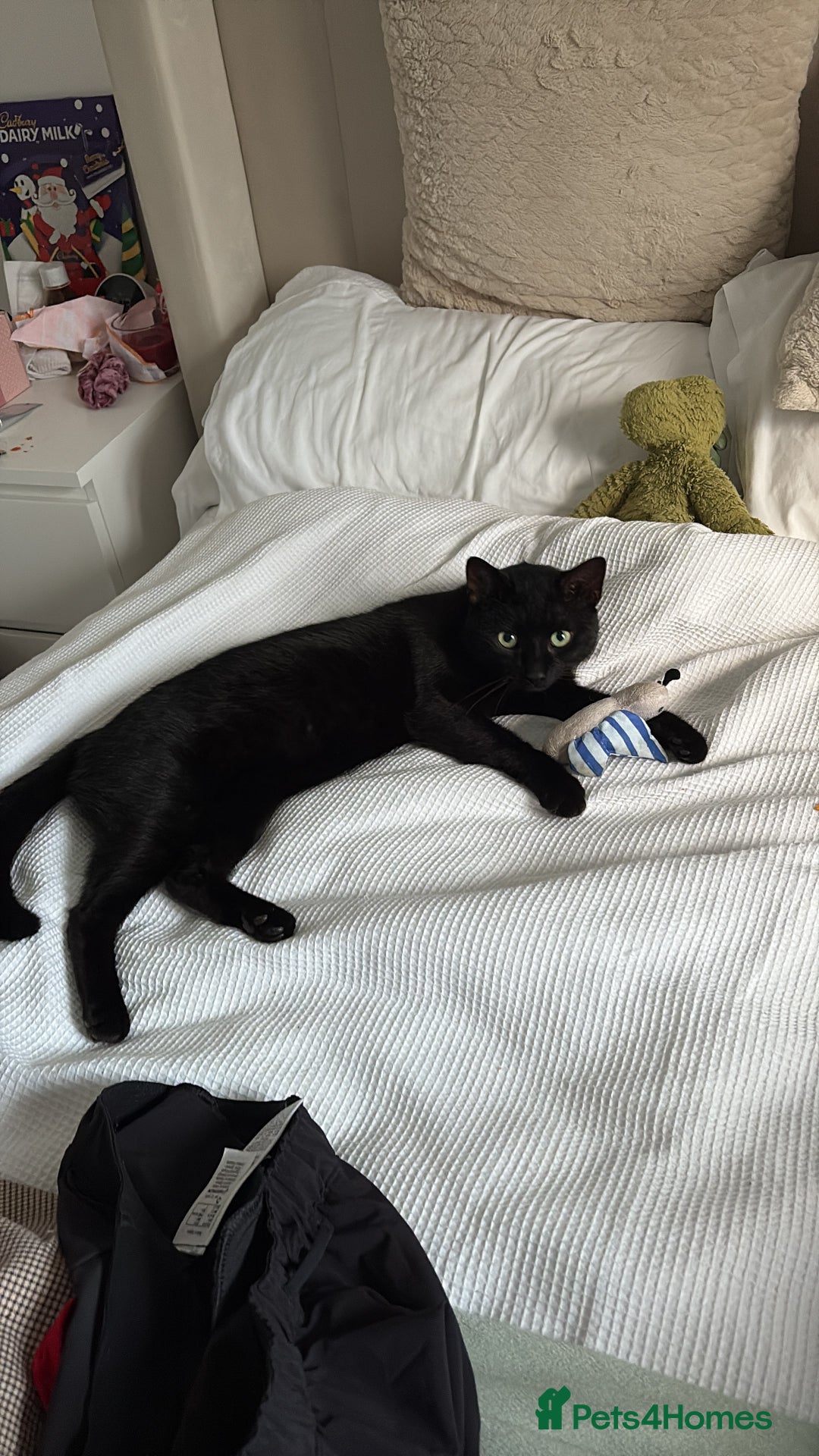 Domestic Shorthair cats for sale: 1 Year Old Male Cat - Advert 1