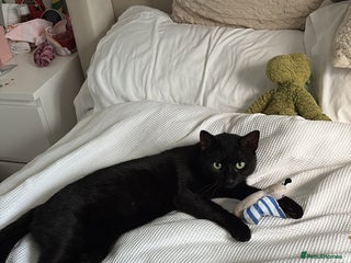 Domestic Shorthair cats 1 Year Old Male Cat - Advert 1