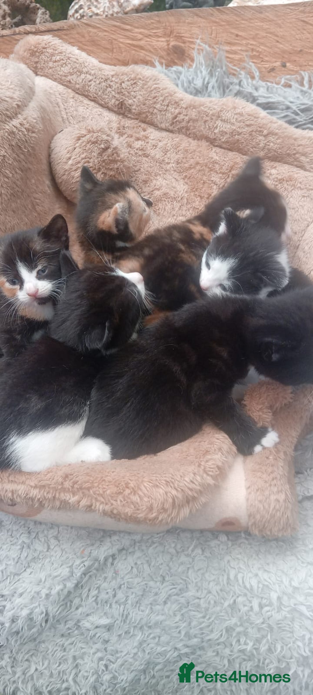 Mixed Breed cats for sale: Last 3 boys leady now  stunning kittens for sale - Image 6