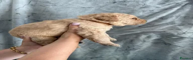 Labrador Retriever 3