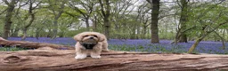 Maltipoo dogs for stud: Stud  - Advert 12