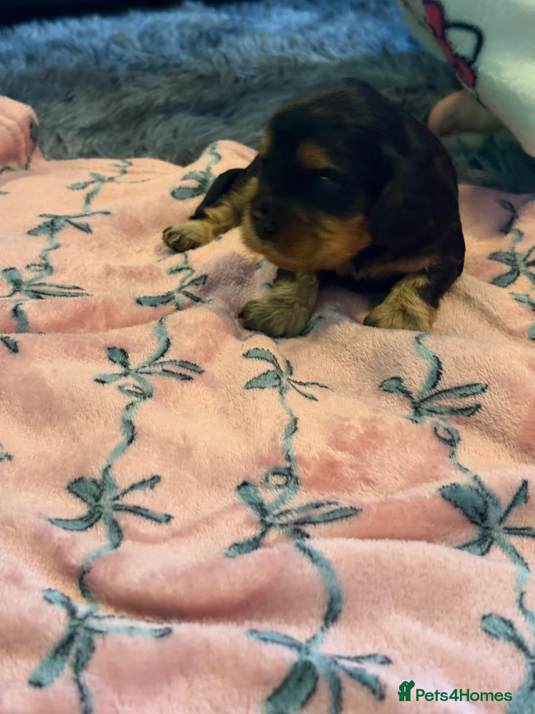 Mixed Breed dogs for sale: Cavapoo Puppies  - Advert 2