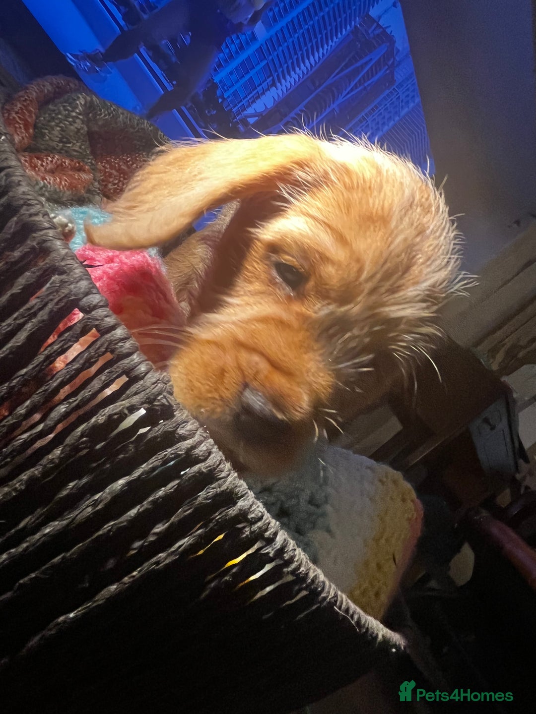 Mixed Breed dogs for sale: F2 cockapoo cross Spaniel cross  - Advert 14