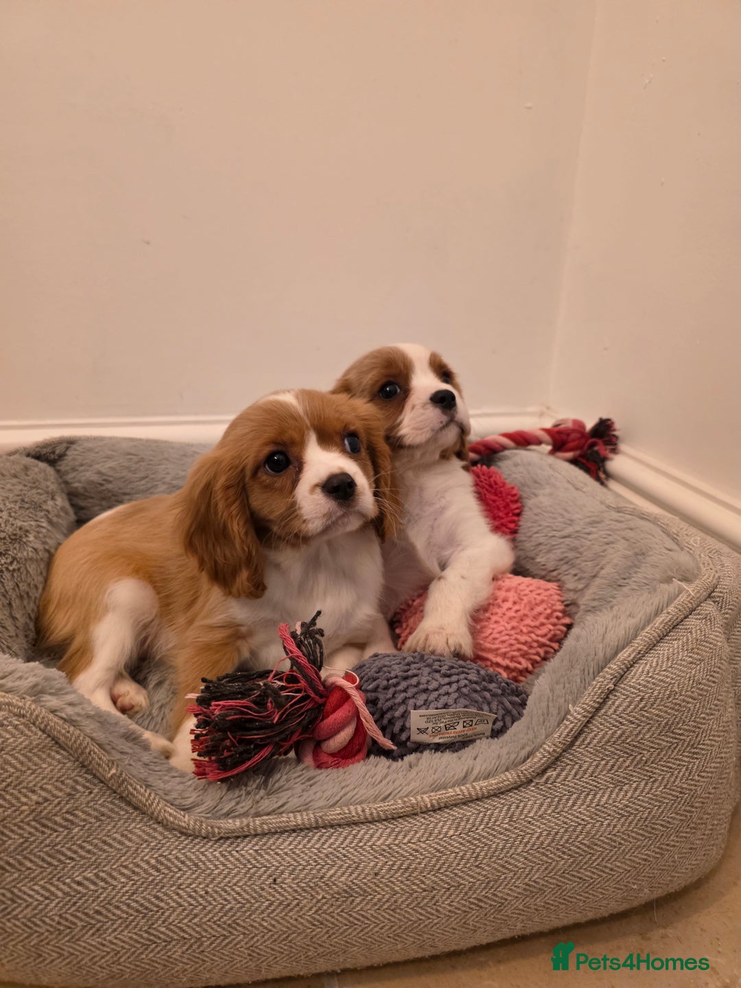 Cavalier King Charles Spaniel dogs for sale: Beautiful Cavalier King Charles Puppies - Image 23