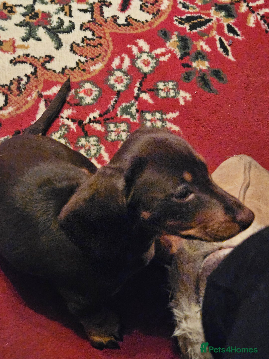 Miniature Dachshund dogs for sale: miniature dachshund puppies  - Advert 9