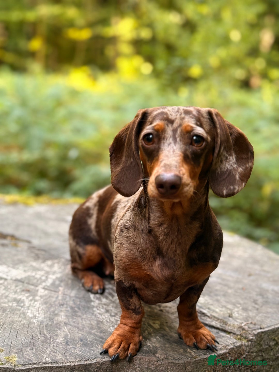 Miniature Dachshund dogs for sale: 2 Miniture dachshunds for sale  - Advert 7