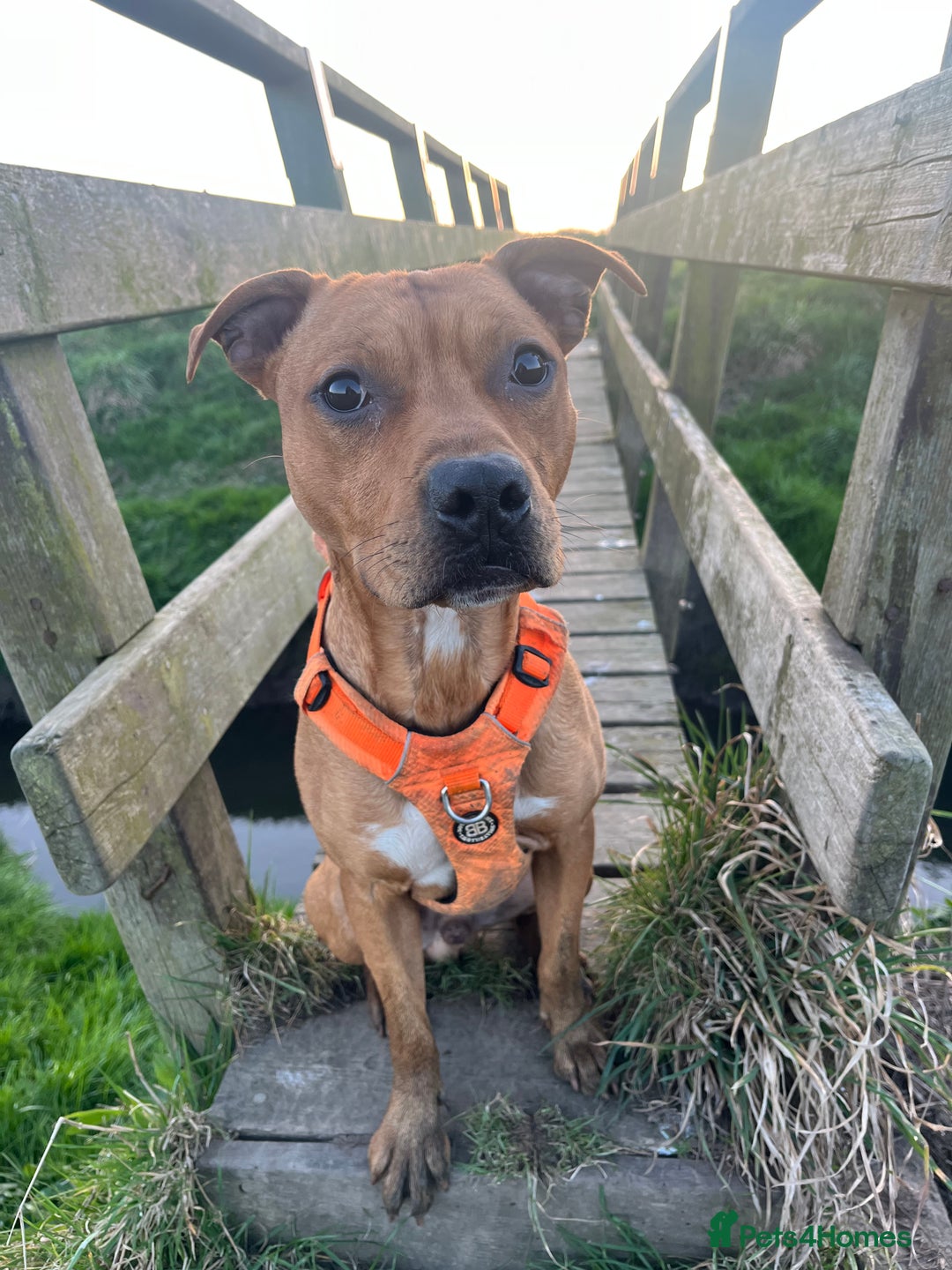 Mixed Breed dogs for sale: Staffy mixed breed - Image 9