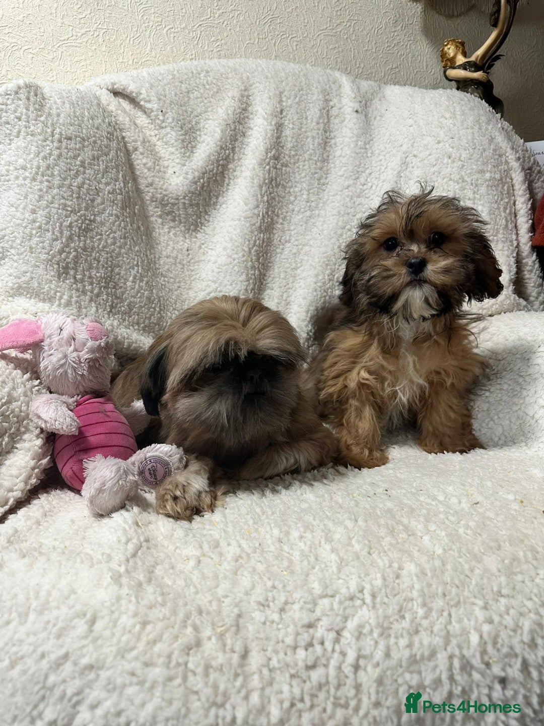 Shihpoo dogs for sale: Gorgeous shihpoo’s - Advert 9