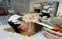 Mixed Breed cats for sale: Gorgeous 2 year old male lap cat  - Image 1