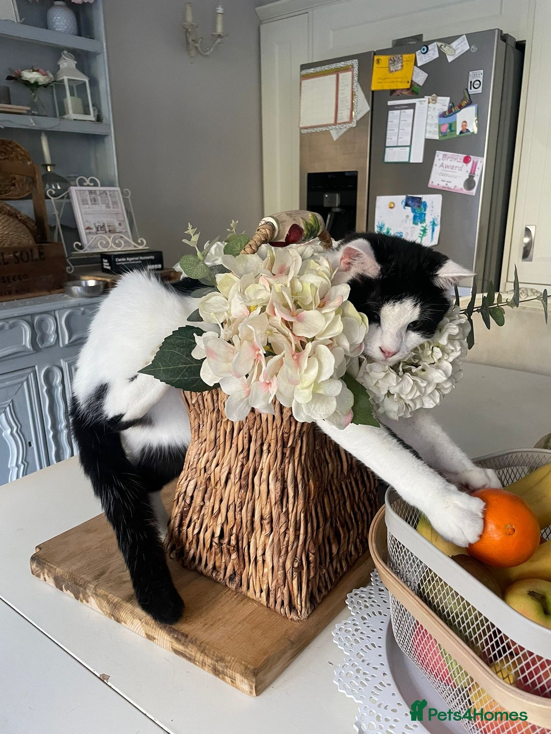 Mixed Breed cats for sale: Gorgeous 2 year old male lap cat  - Image 1
