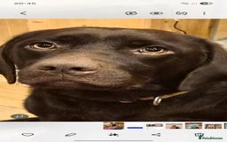 Labrador Retriever dogs for sale: Black labrador retriever - Image 3