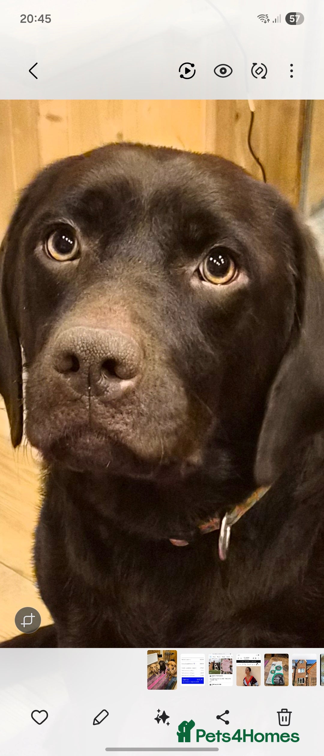 Labrador Retriever dogs for sale: Black labrador retriever - Image 3