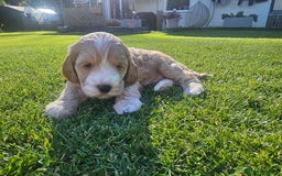 Cockapoo dogs for sale:  7 week old Cockapoos 2 girls ( both sold)  1 boy  - Image 11