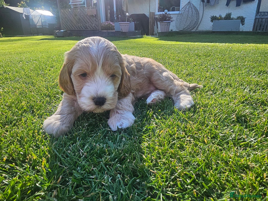Cockapoo dogs for sale:  7 week old Cockapoos 2 girls ( both sold)  1 boy  - Image 11