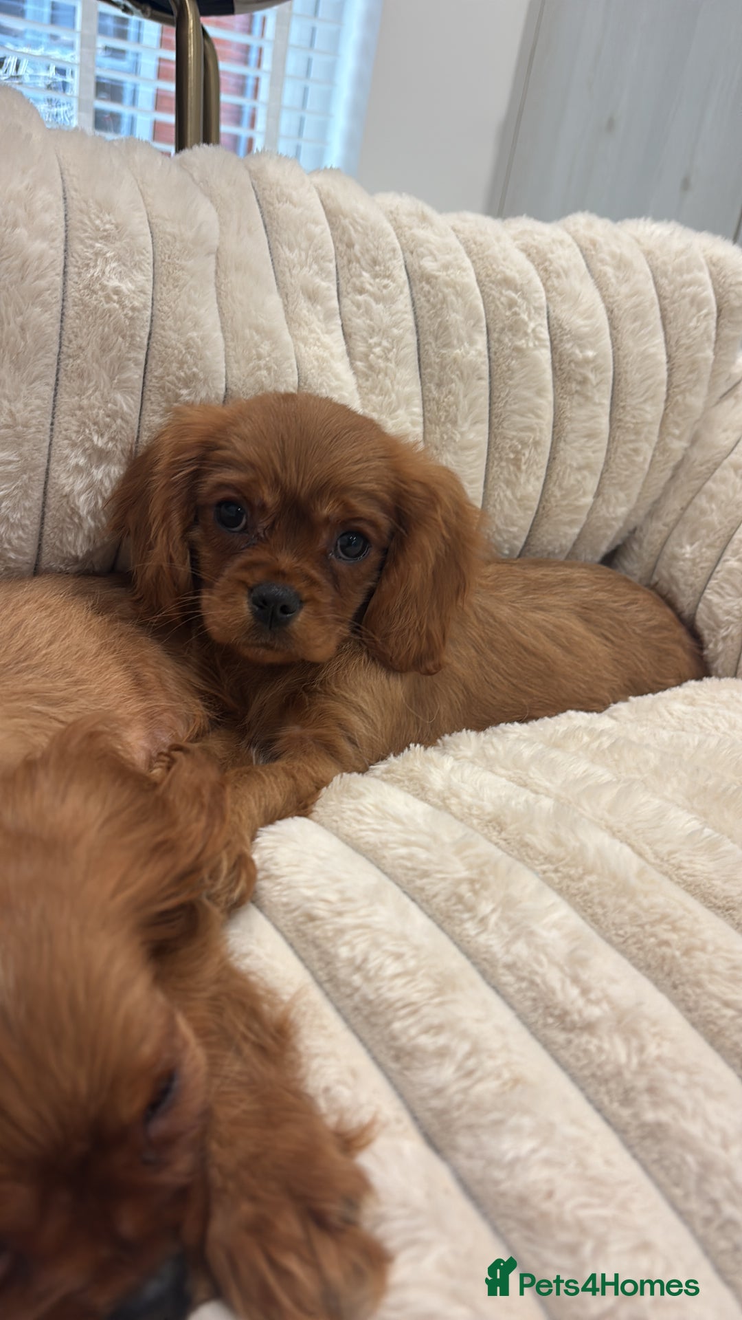 Cavalier King Charles Spaniel dogs for sale: KC registered Health tested King Charles cavalier - Advert 4