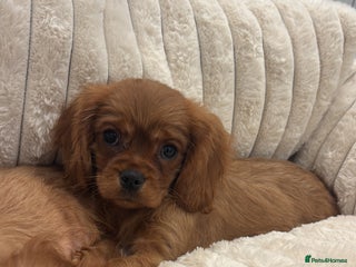 Cavalier King Charles Spaniel dogs KC registered Health tested King Charles cavalier - Advert 18
