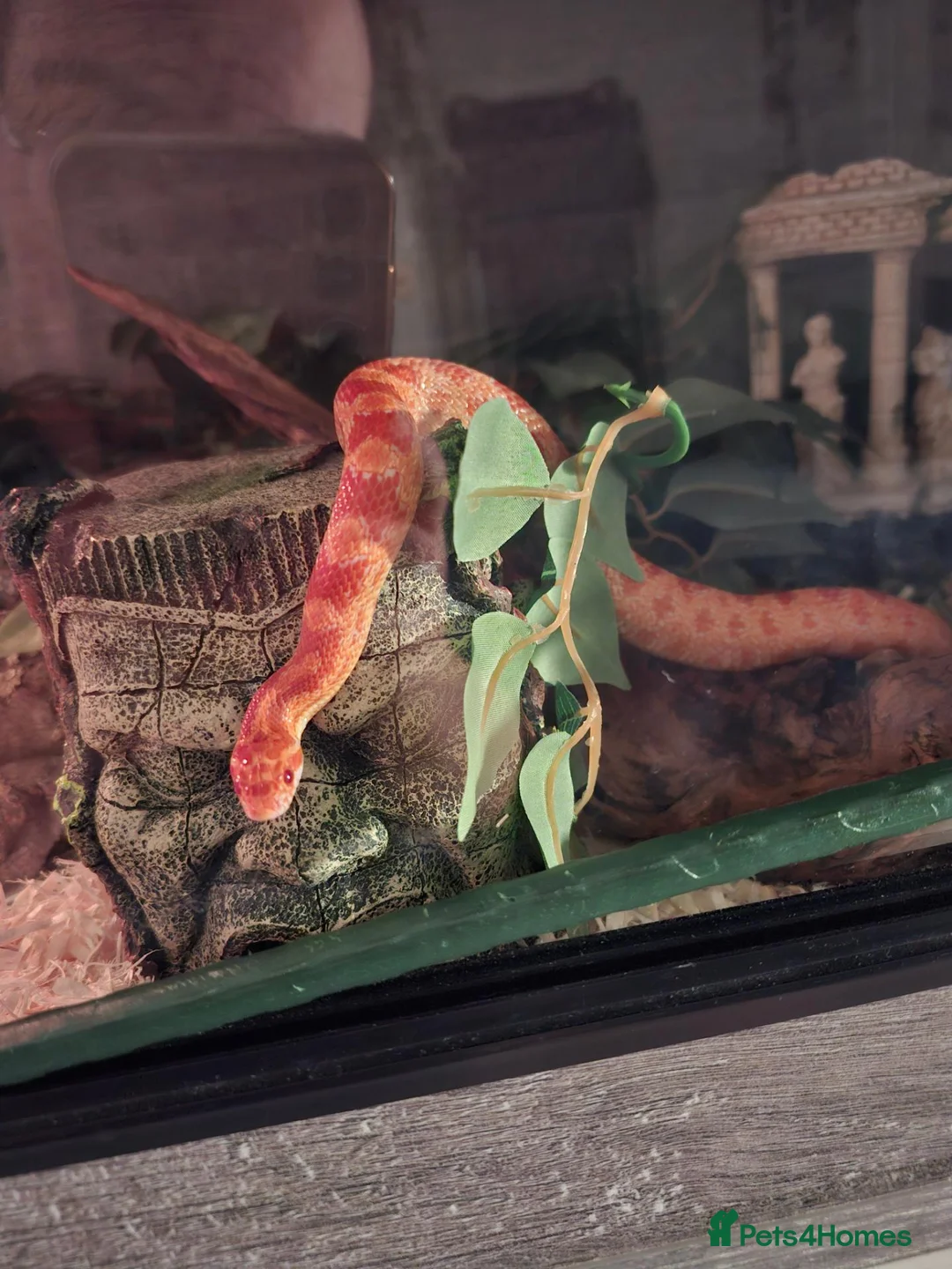 Corn Snake reptiles for sale: Mushu in Nottingham - Advert 7
