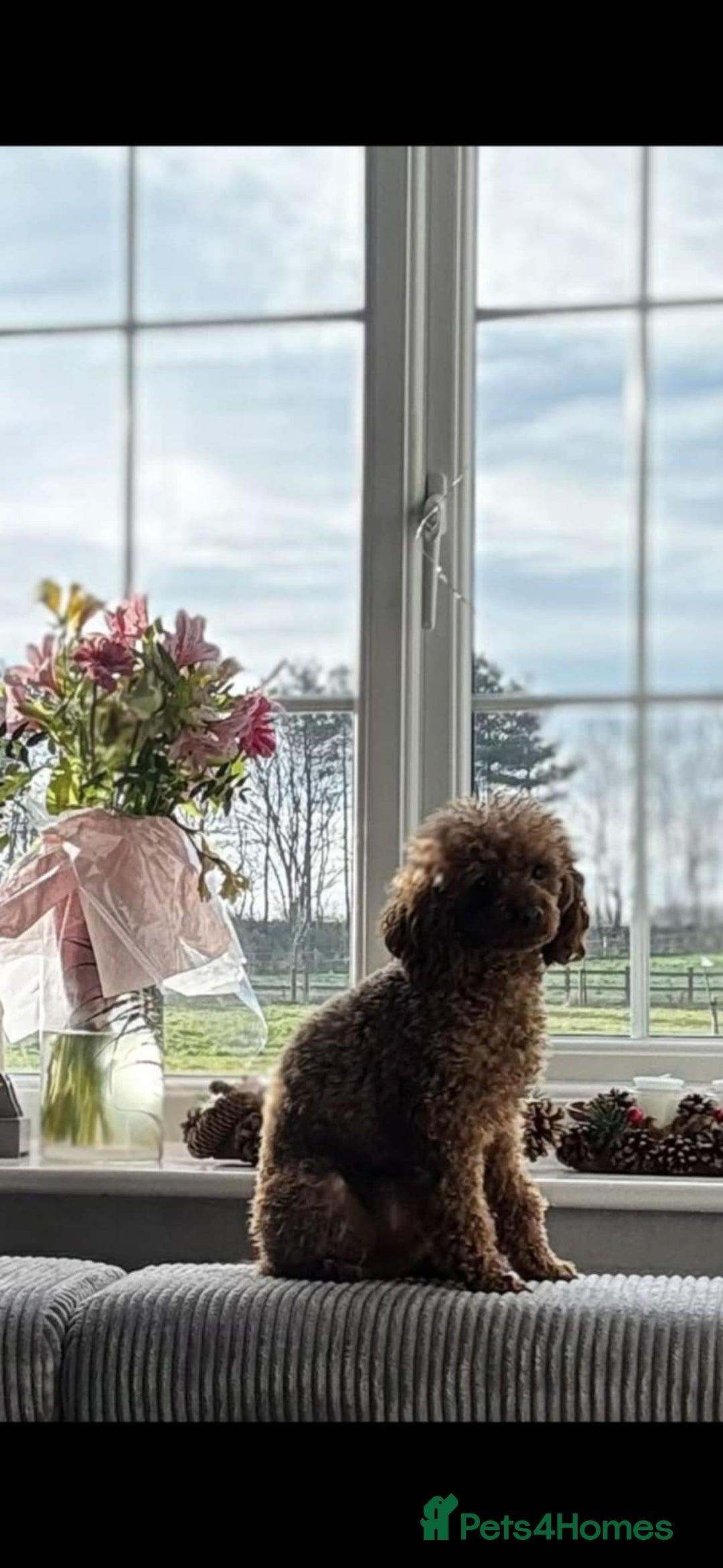 Toy Poodle dogs for stud: Vinnie the little king ❤️ - Advert 2