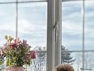 Toy Poodle dogs Vinnie the little king ❤️ - Advert 16