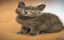 British Shorthair cats for sale: Adorable British Shorthair kittens - Blue & Choco - Image 11