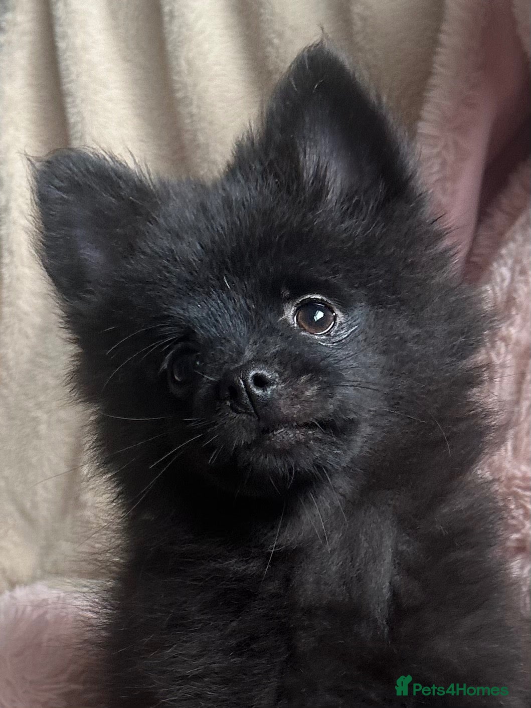 Pomchi dogs 💙 Last Handsome Black Pomchi Boy — Ready Now! 💙 - Advert 2