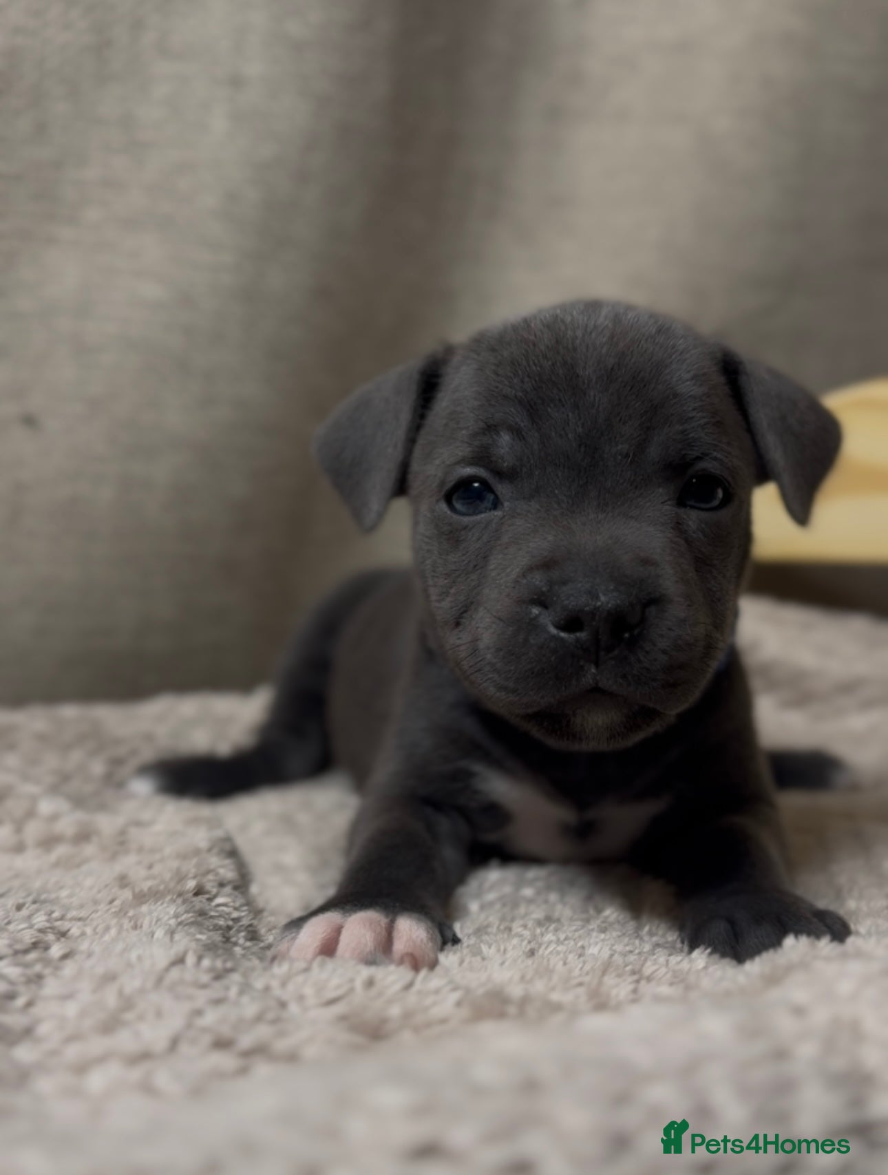 Staffordshire Bull Terrier dogs  KC Registered Staffordshire Bull Terrier Puppies - Advert 6