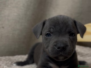 Staffordshire Bull Terrier dogs KC Registered Staffordshire Bull Terrier Puppies - Advert 6